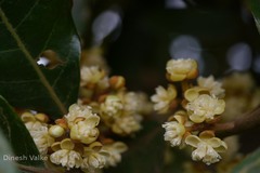 Litsea floribunda